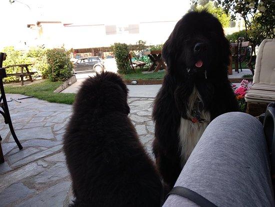 To Pougki